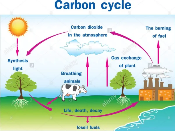 Diagram showing carbon dioxide moving between plants, animals, factories, water and fossil fuels